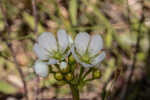 Venus' fly trap